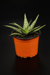 Sabila plant with black background, Aloe Vera