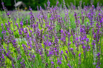 Closed-up of lavender field