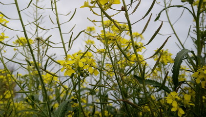 Dientes de leon versus jaramago amarillo