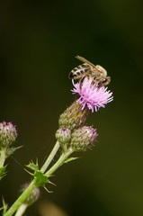 The wasp collects nectar from a flower.