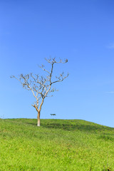 Pastures of the interior of Espírito Santo, municipality of Varre-Sai, banks of the Itabapoana River, Brazil.