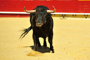 bull in spain running in bullring with big horns