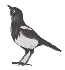 Magpie