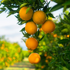 Orange tree