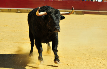 fighting bull in spain