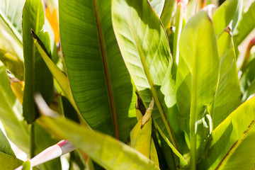 Texture of tropical leaves, lush green foliage in the sun, nature background