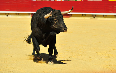 toro en españa corriendo en una plaza de toros con grandes cuernos