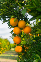 Orange tree