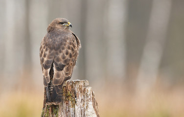 Common buzzard (Buteo buteo)