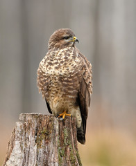 Common buzzard (Buteo buteo)