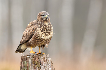 Common buzzard (Buteo buteo)