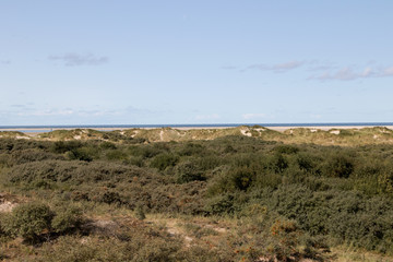 blick auf die pflanzen und vegetation auf der nordsee insel borkum deutschland fotografiert während eines spaziergangs an einem sommer tag in farbe
