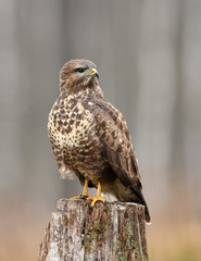 Common buzzard (Buteo buteo)