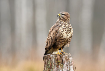 Common buzzard (Buteo buteo)
