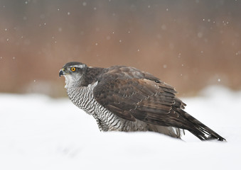 Northern goshawk (Accipiter gentilis)