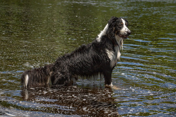 Australian Shepherd In the River