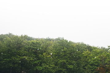 Obraz premium falling snow in the mountains, road in the forest with snow flakes, winter nature, holiday weekend in nature, green tree with white snow, free space mockup