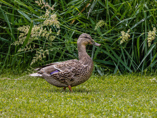 Female Mallard visiting the Garden