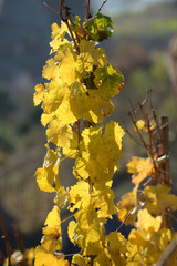 Goldener Herbst in Ürzig an der Mosel