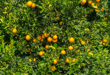 Orange tree