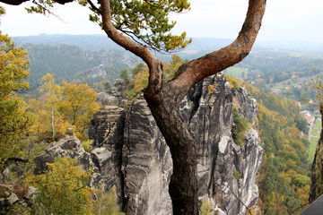 blick auf einen speziellen baum vor einem felsen in dresden sachsen deutschland fotografiert...