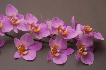 romantic branch of pink orchid on gray background.