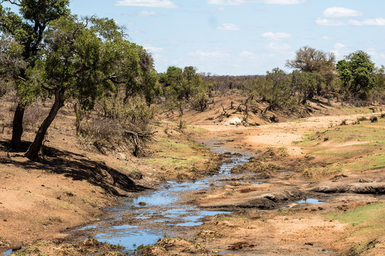 Dry river in Kruger Park, South Africa