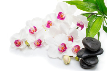 Spa white orchid with massage stones on white