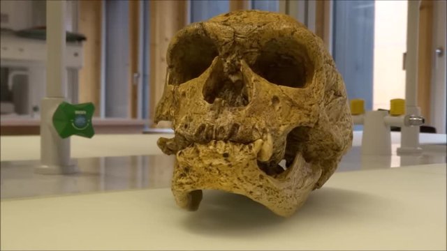 Skull model of a neanderthal man in a science laboratory
