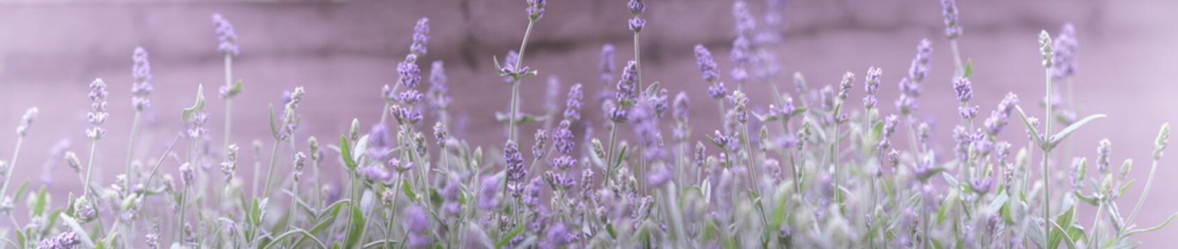 Lavendel Panorama Band