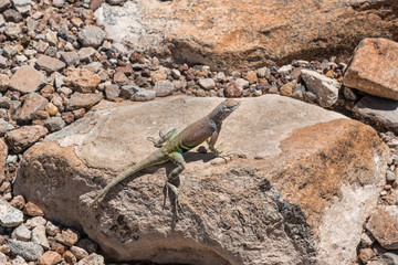 Greater Earless Lizard