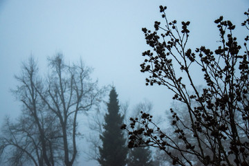 foggy day