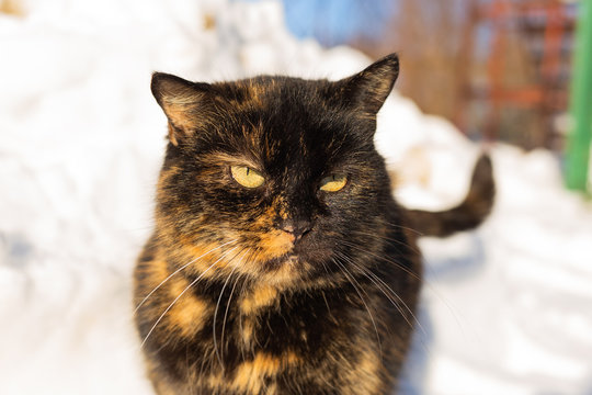 Funny face of cute boring adult cat standing outdoors in snow on winter sunny day. Horizontal color photography.