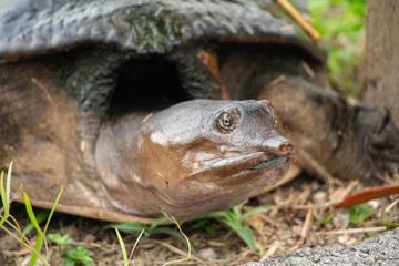 Schildkröte