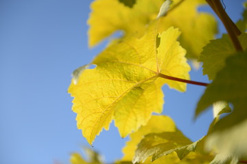 Weinlaub im Herbst