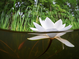 White river lily shots half topside, half UW.