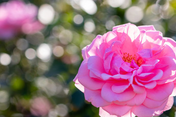 Rose flowers blooming in autumn, Yachiyo city, Chiba prefecture, Japan