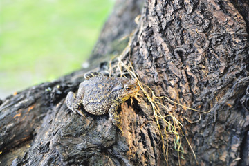 big frog on a log bark close-up