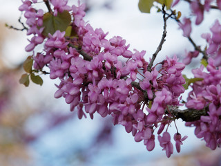 Cercis siliquastrum - Arbre de Judée  ou Gainier silicastre avec ses rameaux remplis de fleurs rose pourpre printannières