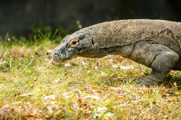 Komodo Dragon