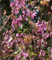Cercis siliquastrum - Arbre de Judée  ou Gainier silicastre avec ses rameaux remplis de fleurs rose pourpre printannières