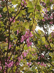 Arbre de Judée (Cercis siliquastrum) ou Gainier silicastre avec ses rameaux remplis de fleurs rose pourpre printannières