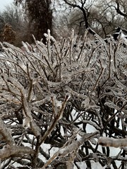 Icy tree branches