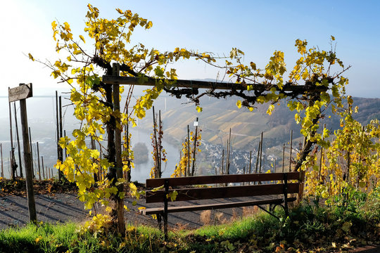 Goldener Herbst in &Uuml;rzig an der Mosel