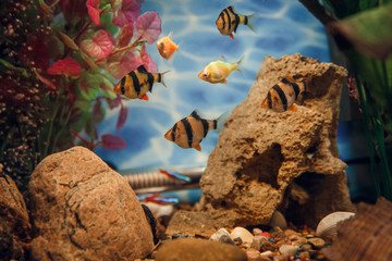 Colorful fish in the aquarium
