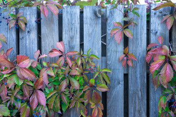 Wood lattice with red leaves of wild grapes
