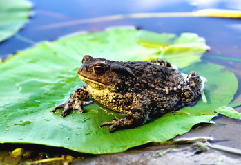 big frog, green leaf of water lily, water, reflection of clouds in water, close-up