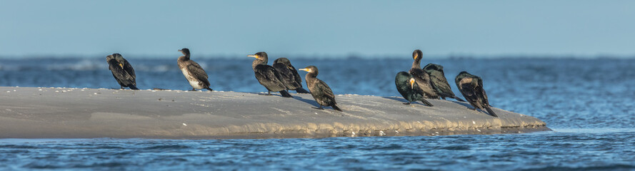 kormorane an der ostsee