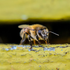 Closeup of honey bee at the entrance to the hive.