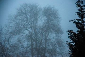 Fototapeta na wymiar foggy day
